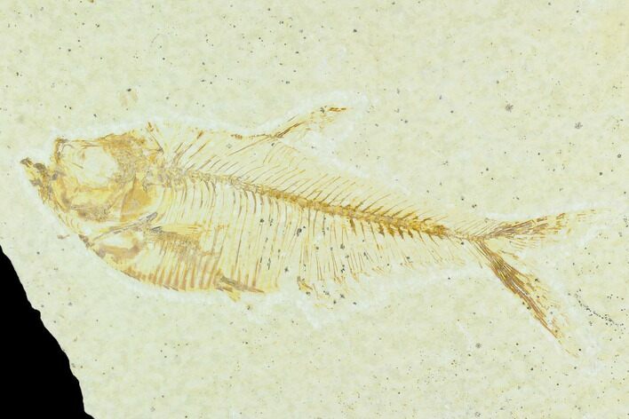 Bargain, Fossil Fish (Diplomystus) - Green River Formation #126511